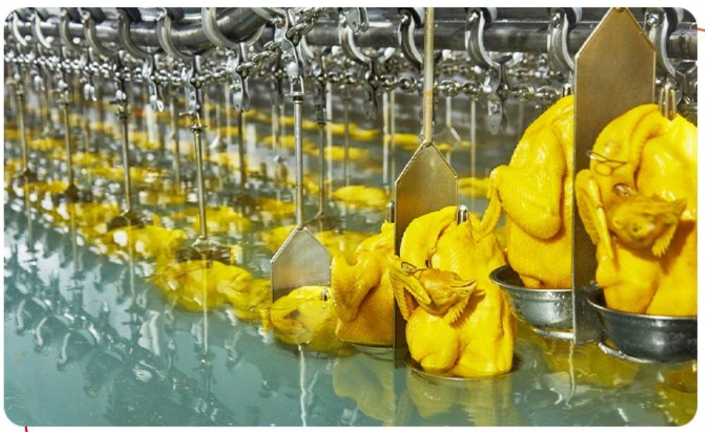 唐順興：從養(yǎng)殖到餐桌，全產(chǎn)業(yè)鏈守護食品安全與品質(zhì)
